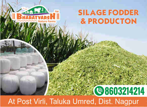 Silage Fodder - Bharatvarsh Nature Farms