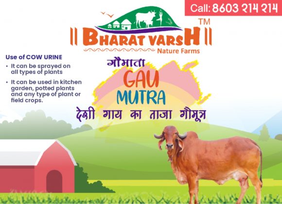 Cow_urine- Bharatvarsh Nature Farms