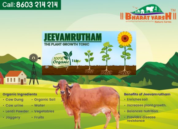 jeevamrutham_ Bharatvarsh Nature Farms
