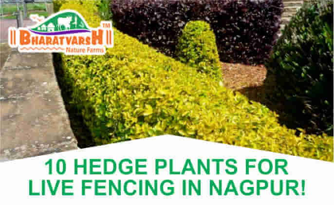 Hedge Plants - Bharatvarsh Nature Farms