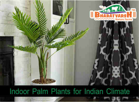 Indoor Palm Plant - Bharatvarsh Nature Farms