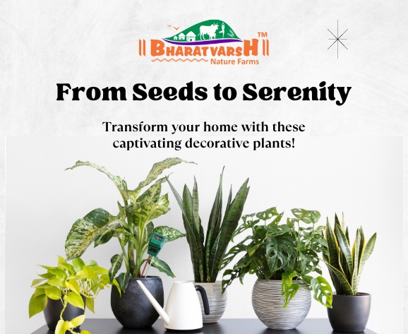 From Seeds to Serenity Transform Your Home with these Captivating Decorative Plants! - Bharatvarsh Nature Farms
