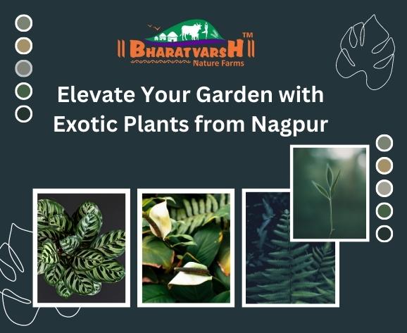 Elevate Your Garden with Exotic Plants from Nagpur - Bharatvarsh Nature Farms
