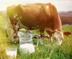 A2 Cow Milk - Bharatvarsh Nature Farms