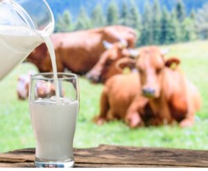 Benefits of A2 Gir Cow Milk - Bharatvarsh Nature Farms