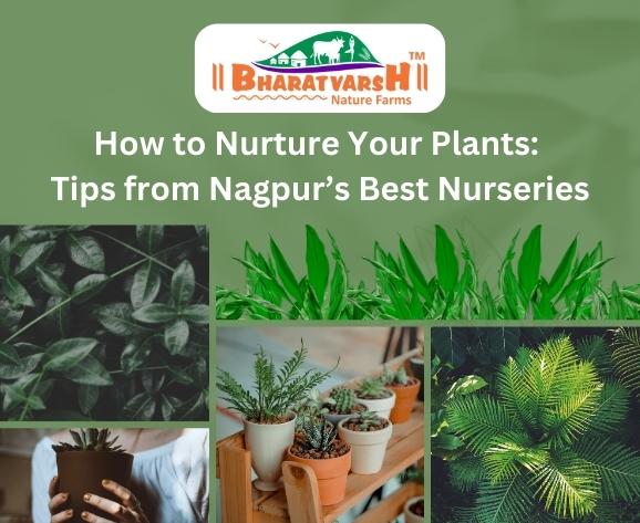 How to Nurture Your Plants Tips from Nagpur’s Best Nurseries - Bharatvarsh Nature Farms