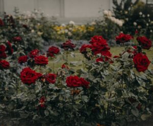 Roses in bloom - Bharatvarsh Nature Farms