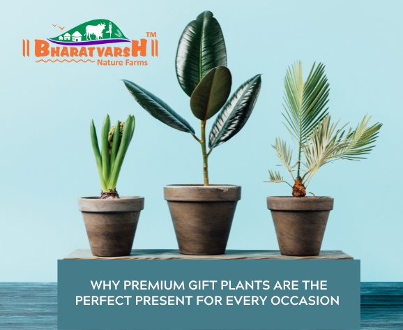 Why Premium Gift Plants are the Perfect Present for Every Occasion - Bharatvarsh Nature Farms