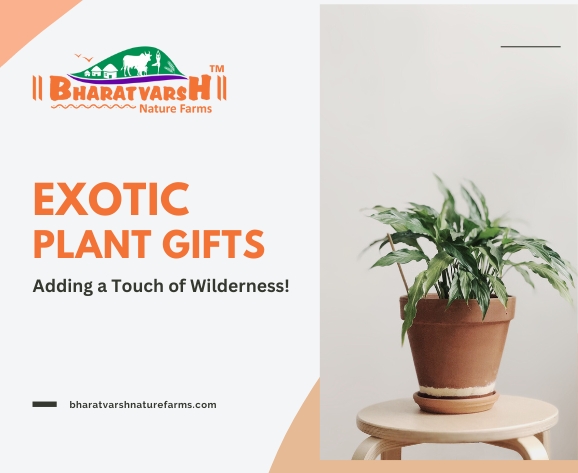 Exotic Plant Gifts Adding a Touch of Wilderness