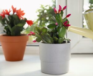 Exotic Plant Gifts