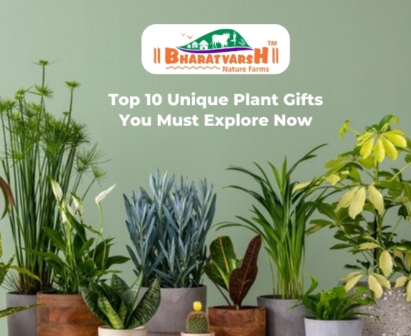 Top 10 Unique Plant Gifts
