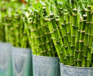 Bamboo | Gift Plants