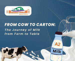 Cow to Carton | The Journey of Milk