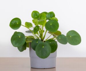 Money Plant | Gift Plants