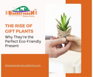 Rise of Gift Plants | Gift Plants