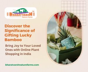 Discover the Significance of Gifting Lucky Bamboo Bring Joy to Your Loved Ones with Online Plant Shopping in India - Bharatvarsh Nature Farms