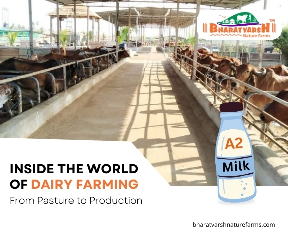 Inside the World of Dairy Farming: From Pasture to Production - Bharatvarsh Nature Farms