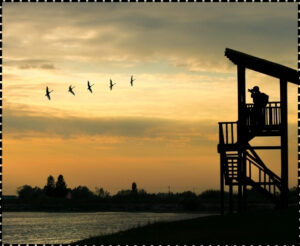 Bird Watching