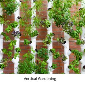 Vertical Gardening - Bharatvarsh Naturefarms