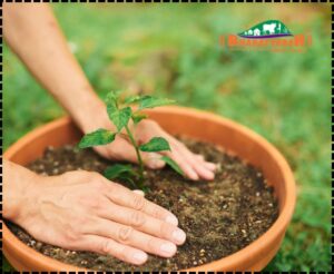 Ayurvedic plants for home garden - Bharatvarsh Nature Farms