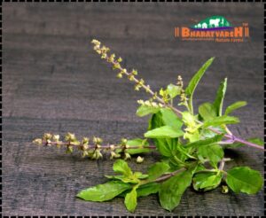 Medicinal Plants for Indian Homes - Bharatvarsh Nature Farms