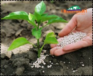 Organic Plant Growth - Bharatvarsh Nature Farms
