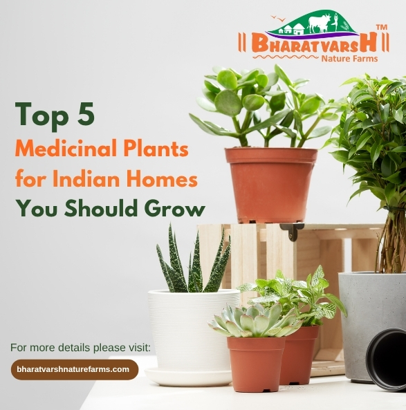 Top 5 Medicinal Plants for Indian Homes You Should Grow - Bharatvarsh Nature Farms