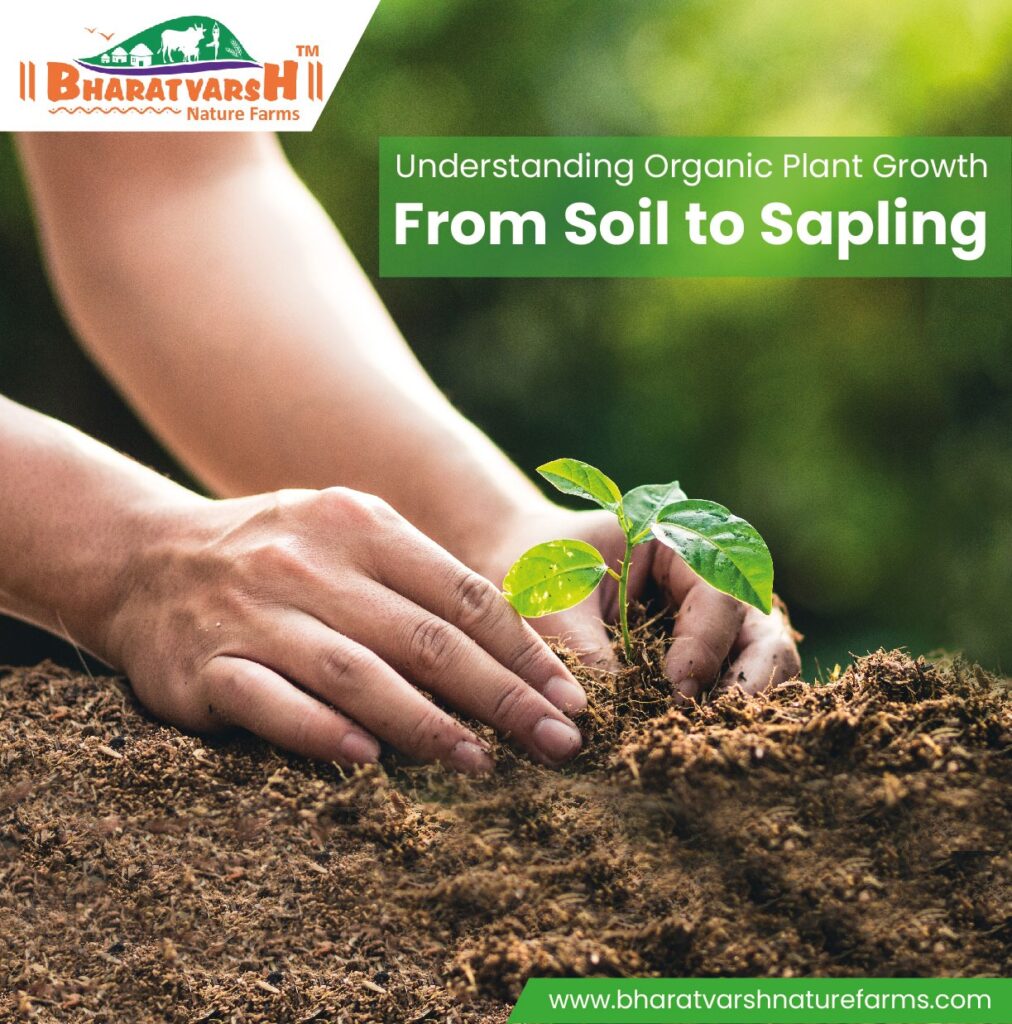 Understanding Organic Plant Growth From Soil to Sapling - Bharatvarsh Nature Farms