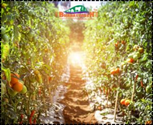 Gardening with Fruit Plants - Bharatvarsh Nature Farms