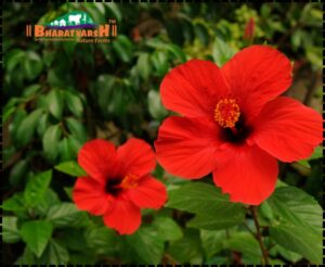 Best Plants for Roof Top Gardens - Bharatvarsh Nature Farms