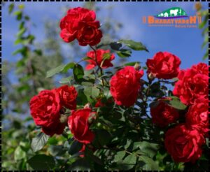 Terrace gardening tips - Rose - Bharatvarsh Nature Farms