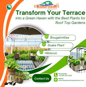 Transform Your Terrace into a Green Haven with the Best Plants for Roof Top Gardens - Bharatvarsh Nature Farms