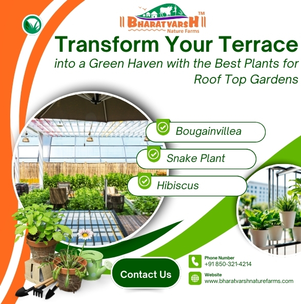 Transform Your Terrace into a Green Haven with the Best Plants for Roof Top Gardens - Bharatvarsh Nature Farms