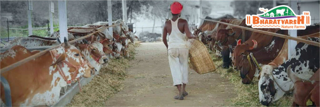 Dairy Farming in Umred - Bharatvarsh Nature Farms
