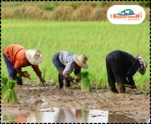 Healthy Lifestyle with Organic Farming Nagpur - Bharatvarsh Nature Farms