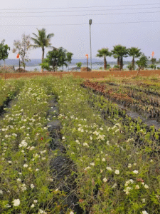 Nature picnic near Nagpur - Bharatvarsh Nature Farms