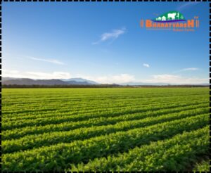 Organic Farming in Nagpur