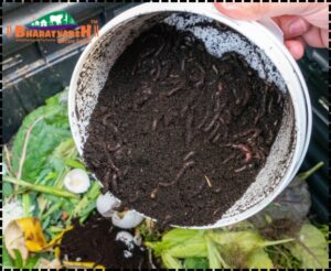 Vermicompost supplier in Nagpur - Bharatvarsh Nature Farms