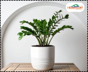 Indoor Plants for Winter | ZZ Plant - Bharatvarsh Nature Farms