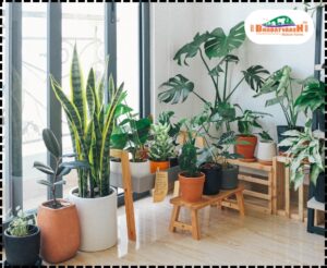 Indoor Plants in Winter | Bharatvarsh Nature Farms
