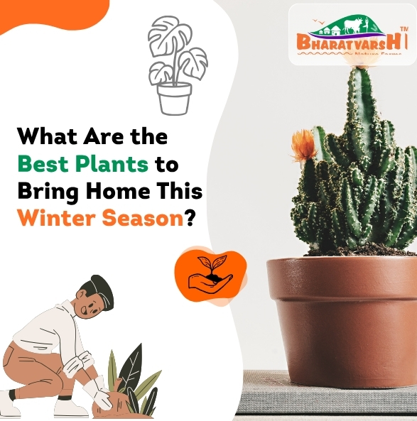 What Are the Best Plants to Bring Home This Winter Season - Bharatvarsh Nature Farms