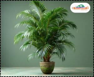 Winter Houseplants | Areca Palm - Bharatvarsh Nature Farms