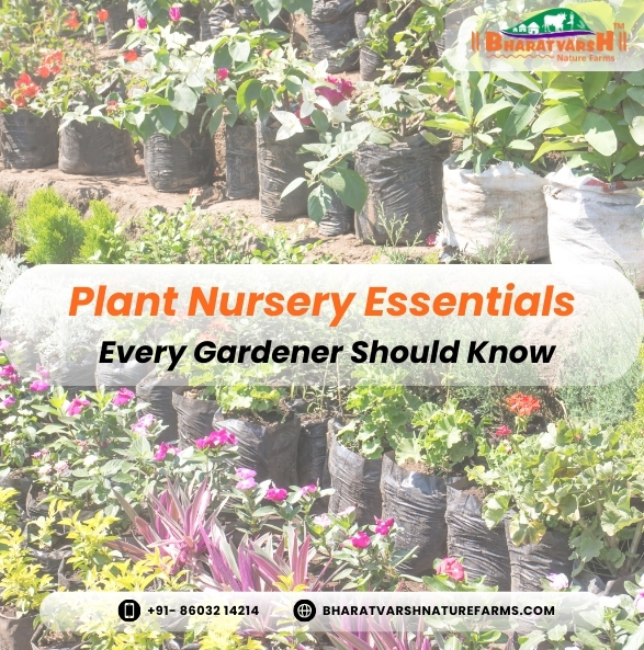 Plant Nursery Essentials Every Gardener Should Know - Bharatvarsh Nature Farms