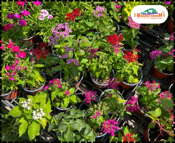 Early Spring Flowering Plants - Bharatvarsh Nature Farms