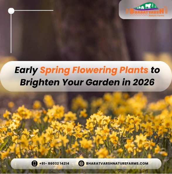 Early Spring Flowering Plants to Brighten Your Garden in 2026 - Bharatvarsh Nature Farms