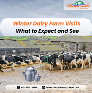 Winter Dairy Farm Visits What to Expect and See - Bharatvarsh Nature Farms