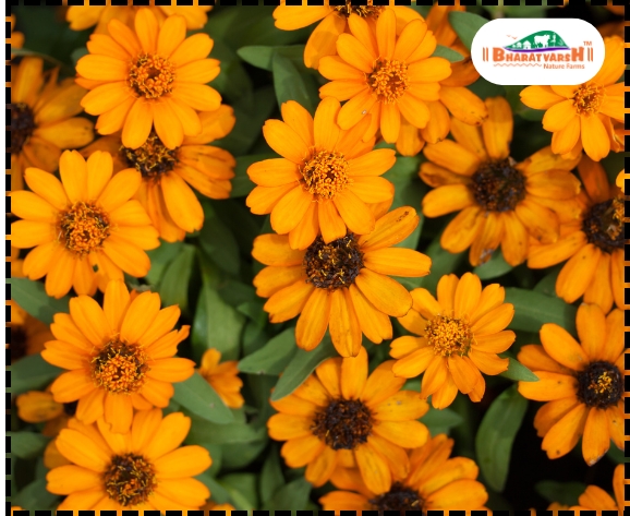 early blooming garden plants - Bharatvarsh Nature Farms