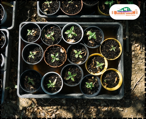 Advantages of Nursery Grown Plants - Bharatvarsh Nature Farms