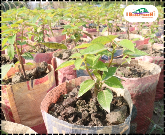 Nursery Plants vs Roadside Plants - Bharatvarsh Nature Farms