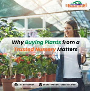 Why Buying Plants from a Trusted Nursery Matters - Bharatvarsh Nature Farms